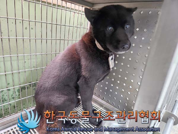 종료(안락사) 믹스…